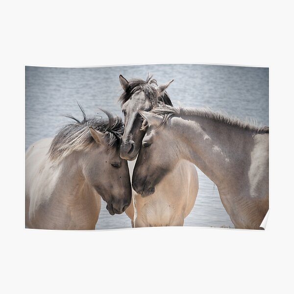 Wild Horses Poster
