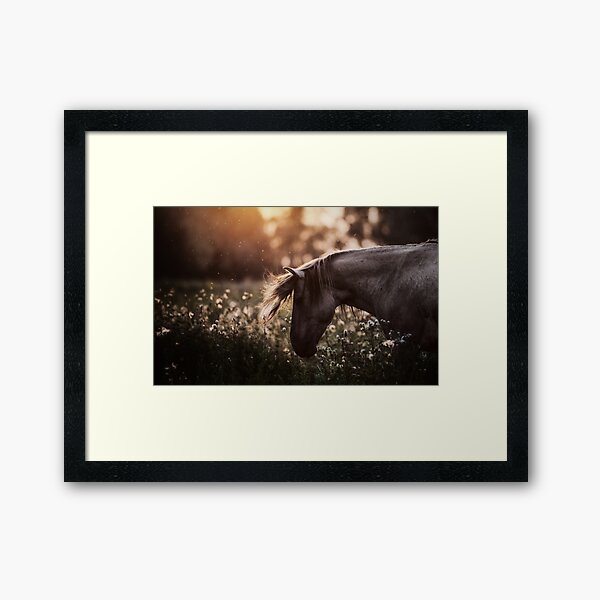 Summertime, ...And the cotton is high,,, Framed Art Print