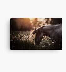 Summertime, ...And the cotton is high,,, Canvas Print