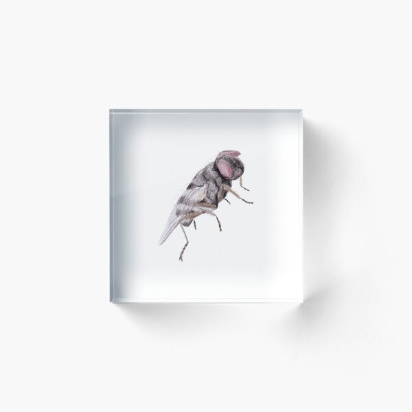Housefly Acrylic Block