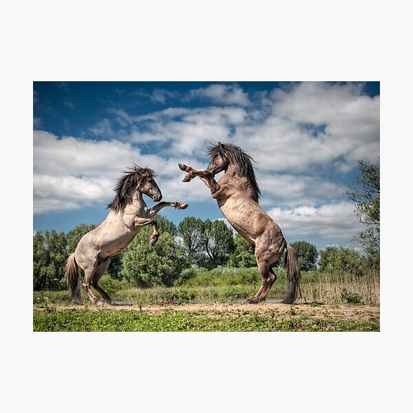 The Challenge Photographic Print