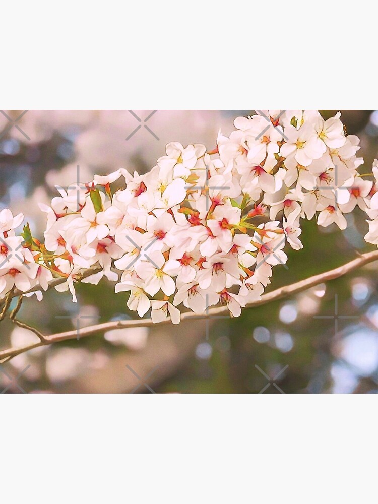 "Floral Japanese White Flower Cherry Blossom Shinjuku Park Tokyo