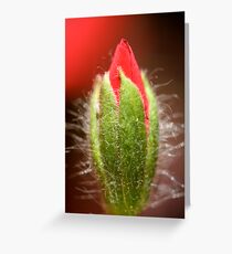 Olympic Torch Greeting Card
