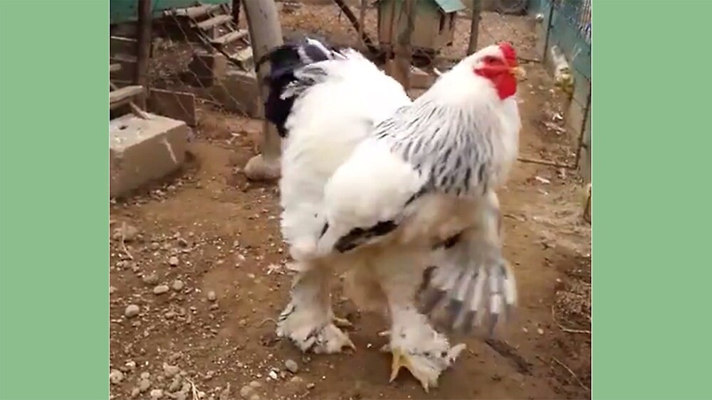Desi tante sexe vidéo