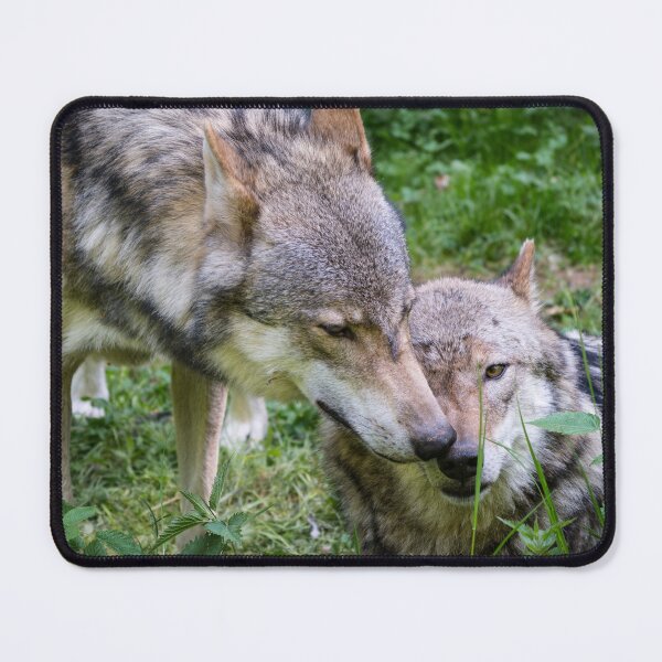 Item preview, Domestic wolf parents designed and sold by raphotography88.