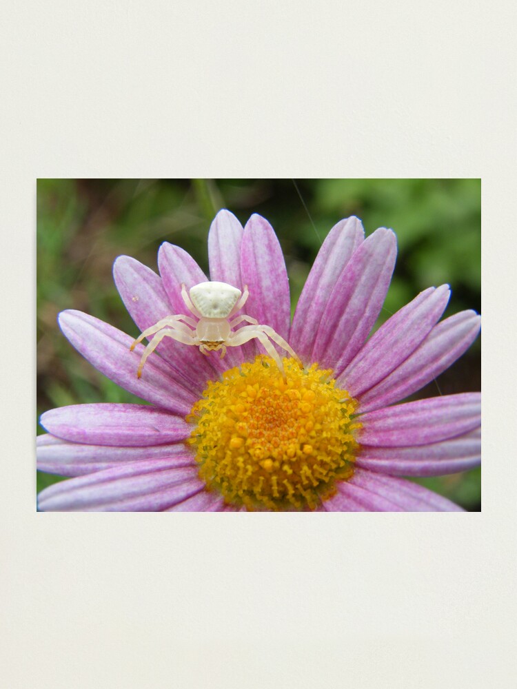 Alternate view of Deadly Beauty Photographic Print