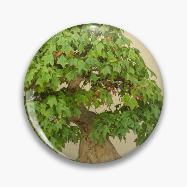 Item preview, The Living Art of Bonsai - an Old Maple Tree in Miniature designed and sold by Georgia Mizuleva.