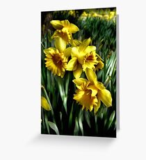 daffodils Greeting Card