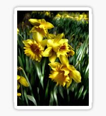 daffodils Sticker