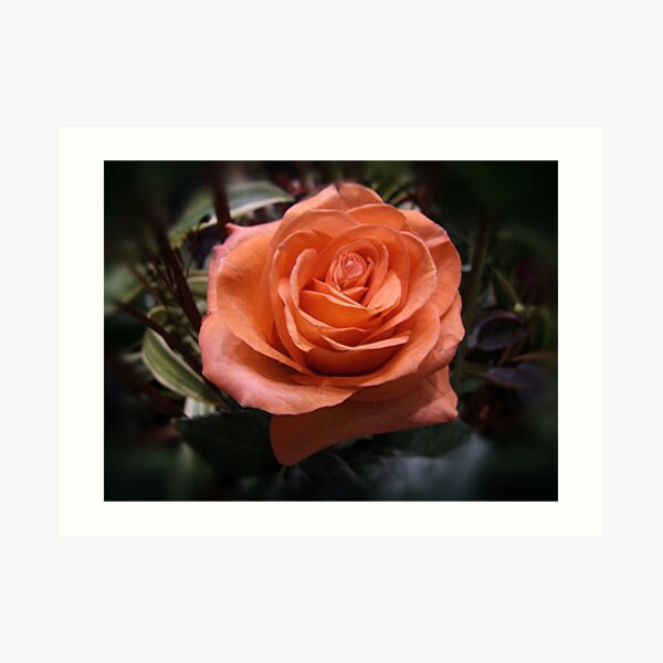 Just A Beauty Art Print