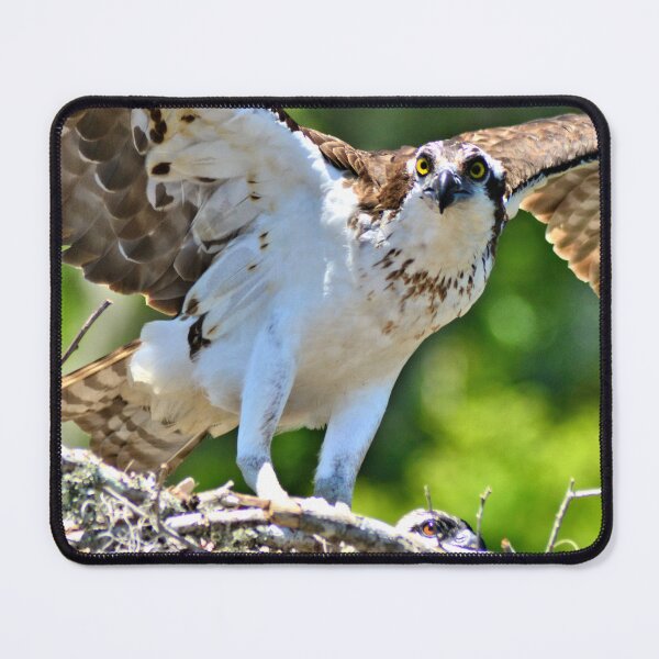 Item preview, Protecting Her Young designed and sold by Lee Young.