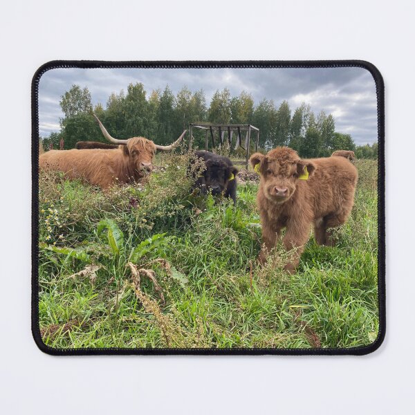Item preview, Scottish Highland Cattle Calves 4073 designed and sold by SaarelaHighland.