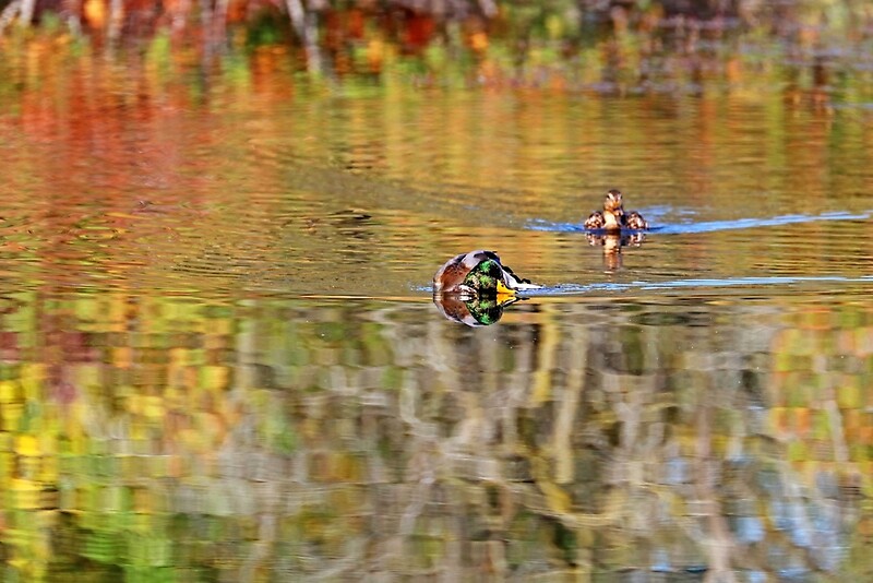 Mannered Mallards Girls Collins Classic Bubble
