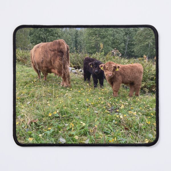 Item preview, Scottish Highland Cattle Calves 4077 designed and sold by SaarelaHighland.