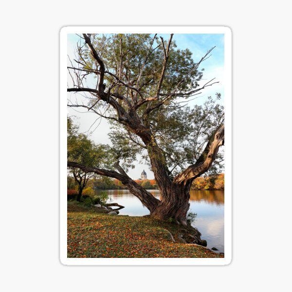 Item preview, Through The Tree designed and sold by timdaytimages.