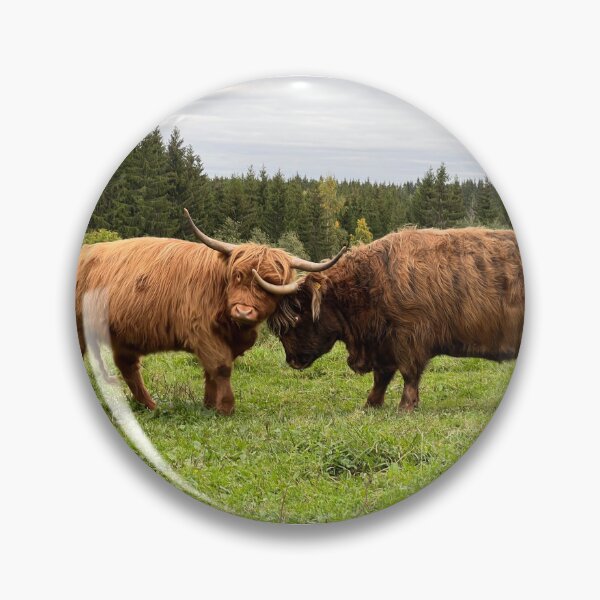Artikelvorschau, Scottish Highland Cattle Heifer and Cow battle 4084 entworfen und verkauft von SaarelaHighland.