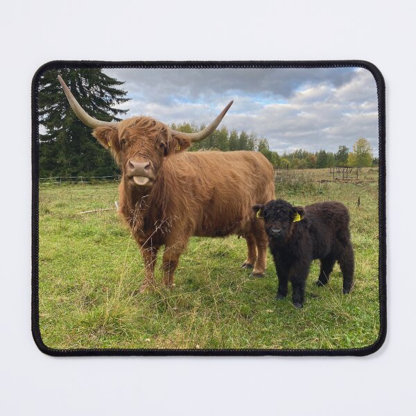 Item preview, Scottish Highland Cattle Calves 4089 designed and sold by SaarelaHighland.