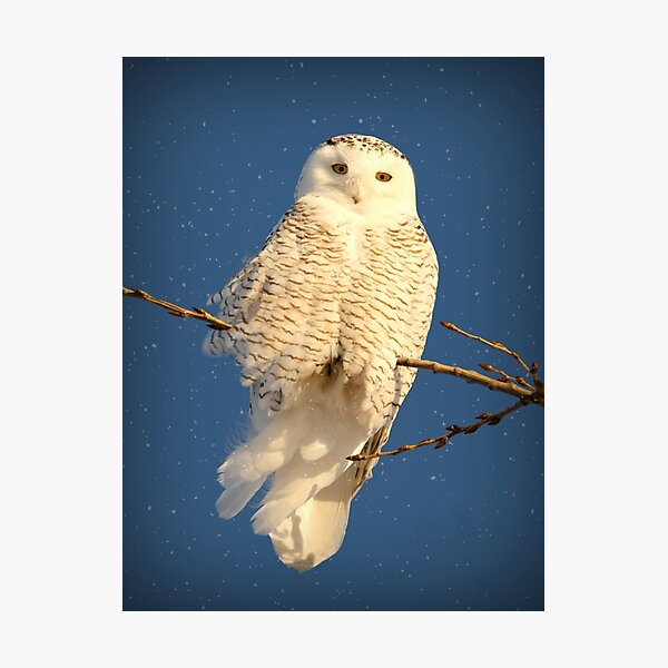 Guardian Angel Photographic Print