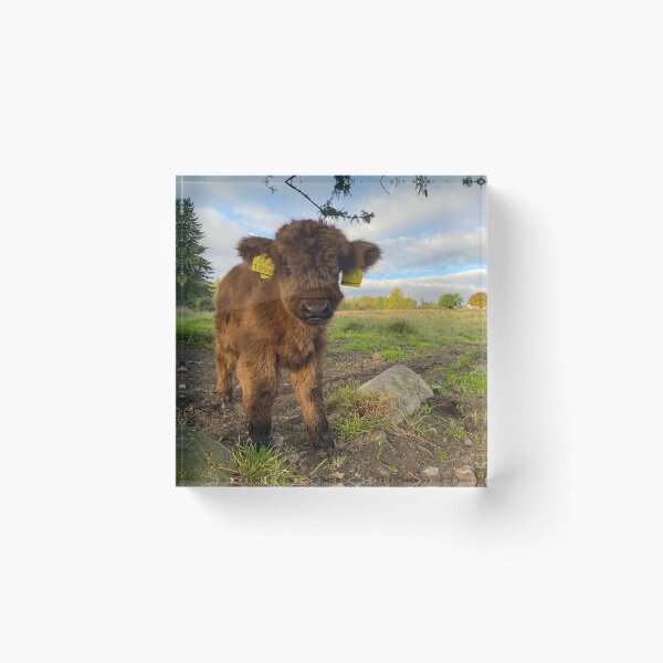 Item preview, Scottish Highland Cattle Calf 4091 designed and sold by SaarelaHighland.