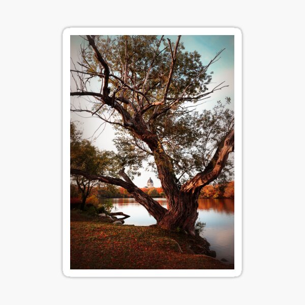 Item preview, Through the Tree #2 designed and sold by timdaytimages.
