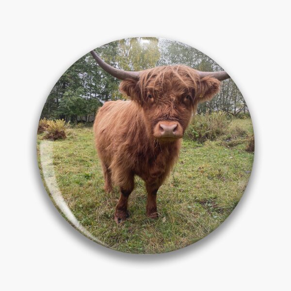 Artikelvorschau, Scottish Highland Cattle Heifer 4098 entworfen und verkauft von SaarelaHighland.