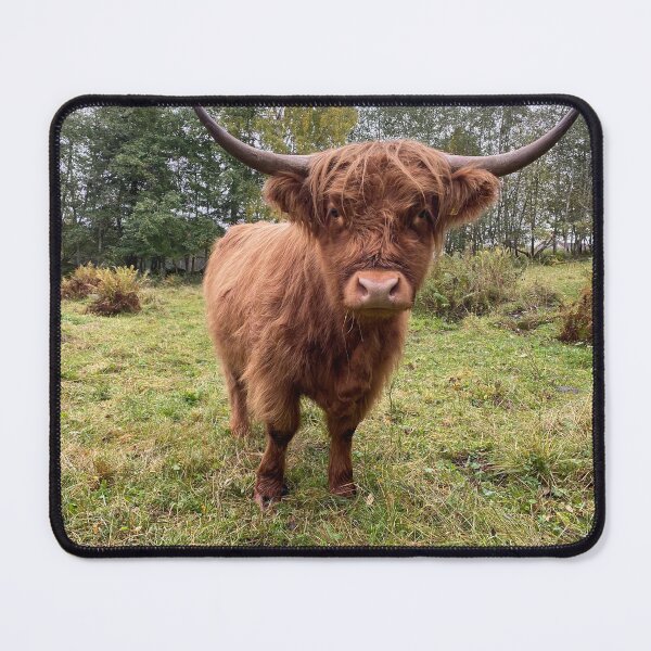 Item preview, Scottish Highland Cattle Heifer 4098 designed and sold by SaarelaHighland.
