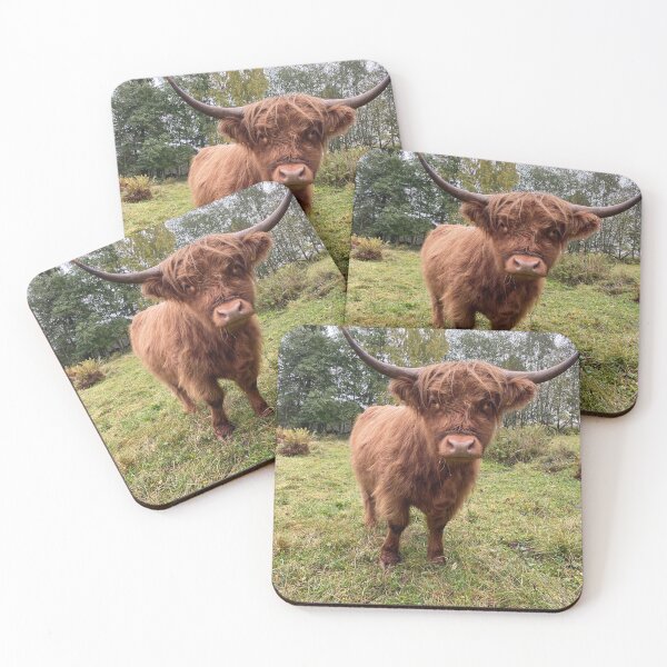 Item preview, Scottish Highland Cattle Heifer 4098 designed and sold by SaarelaHighland.