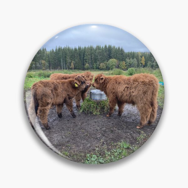 Item preview, Scottish Highland Cattle Calves 4100 designed and sold by SaarelaHighland.