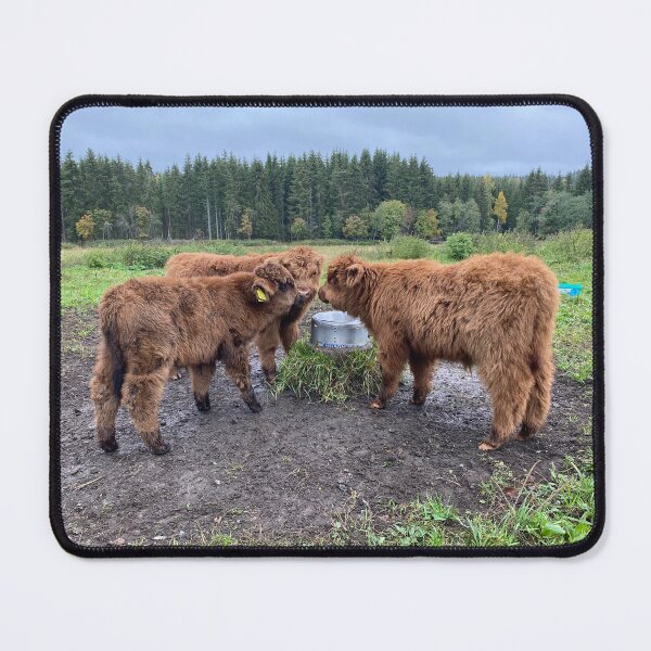 Item preview, Scottish Highland Cattle Calves 4100 designed and sold by SaarelaHighland.