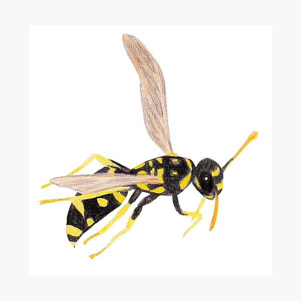 Wasp Photographic Print