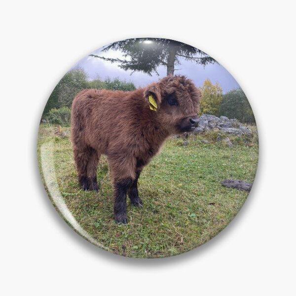 Item preview, Scottish Highland Cattle Calf 4103 designed and sold by SaarelaHighland.