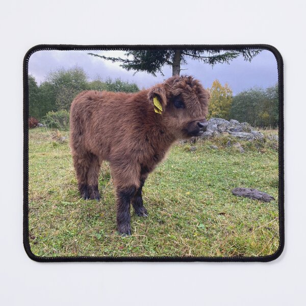 Item preview, Scottish Highland Cattle Calf 4103 designed and sold by SaarelaHighland.