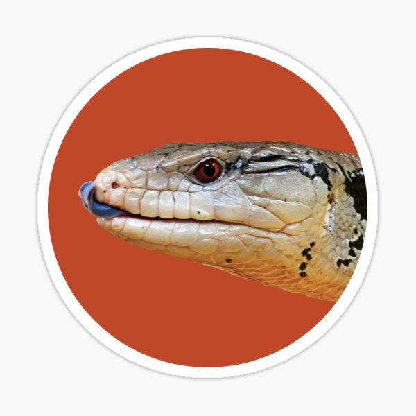 Item preview, Emu the Indonesian Blue-tongued Skink designed and sold by SUU Animal Ambassadors.