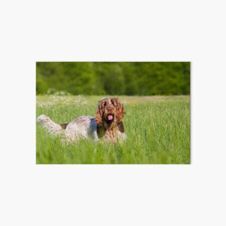 Are you joining me for a walk Spinone Art Board Print