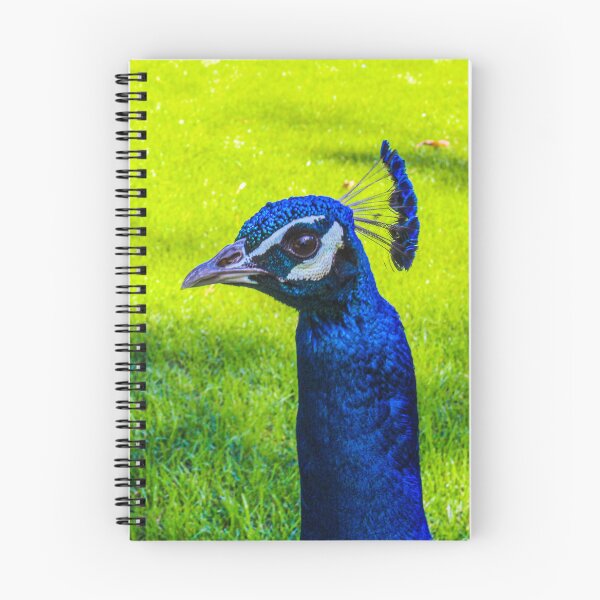 Item preview, "Peacock Stare Down" Image By Rich AMeN Gill designed and sold by RichAMeNGill.