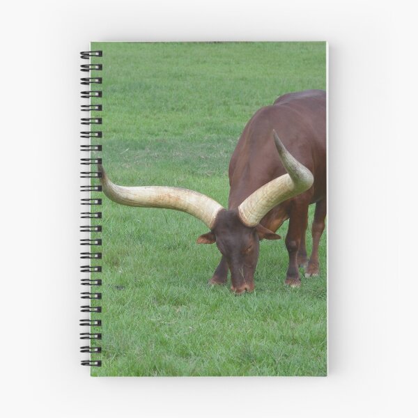 Item preview, Long Horned Ankole Cattle Grazing designed and sold by richardbryce.