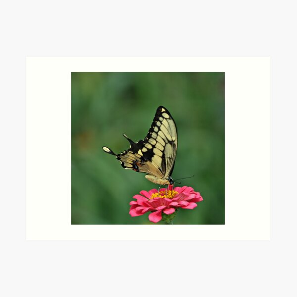 Tiger Swallowtail Art Print