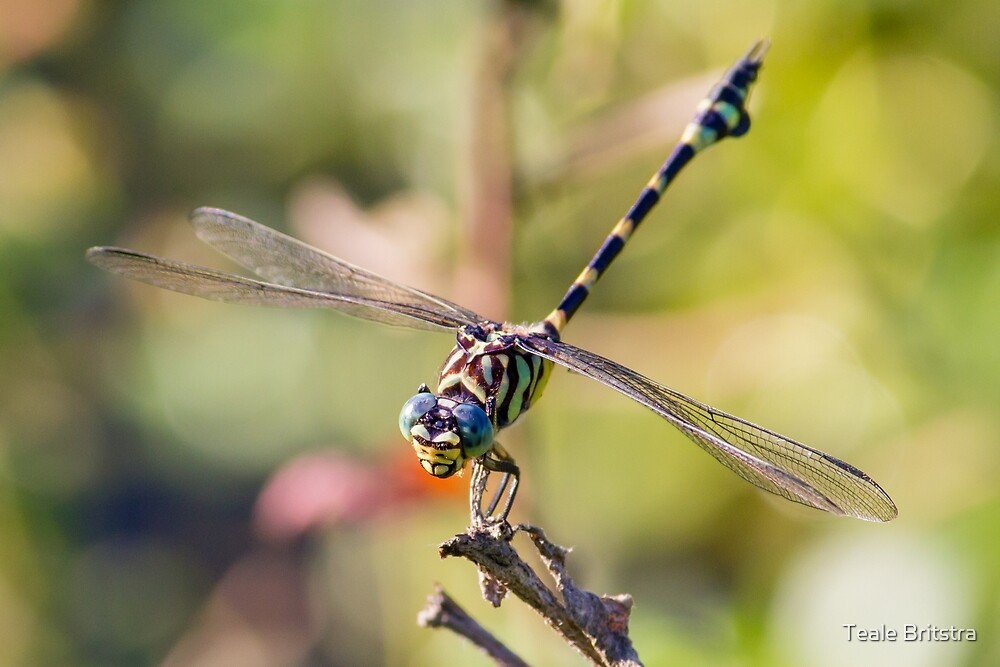 “Australian Tiger Dragonfly” by Teale Britstra | Redbubble