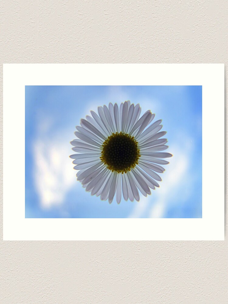 Thumbnail 1 of 3, Art Print, Daisy in the Sky designed and sold by theoddshot.