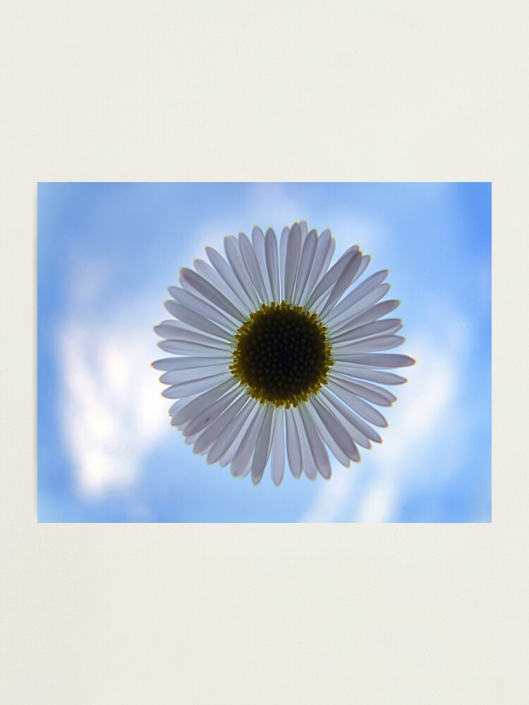 Thumbnail 2 of 3, Photographic Print, Daisy in the Sky designed and sold by theoddshot.