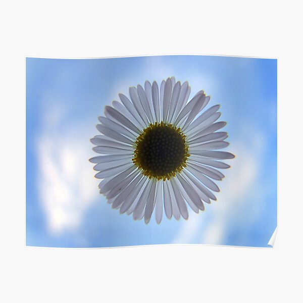 Daisy in the Sky Poster