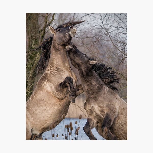 We went through thick and thin... Photographic Print