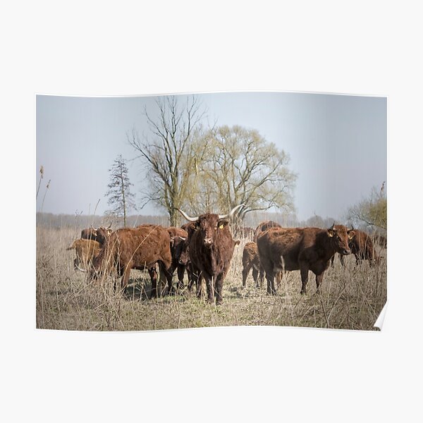 Bovine Animals Poster