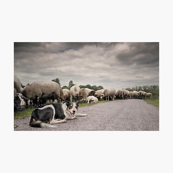 Sheepdog Photographic Print