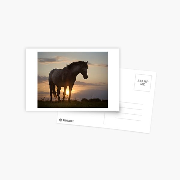 Sunset Delight Postcard