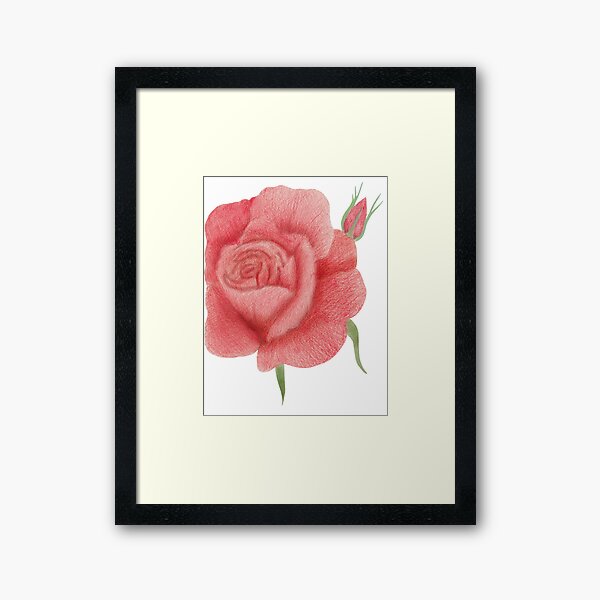 Rose Framed Art Print