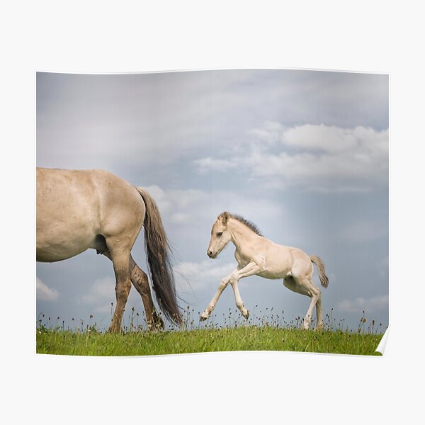 Baby Pferd Posters Redbubble