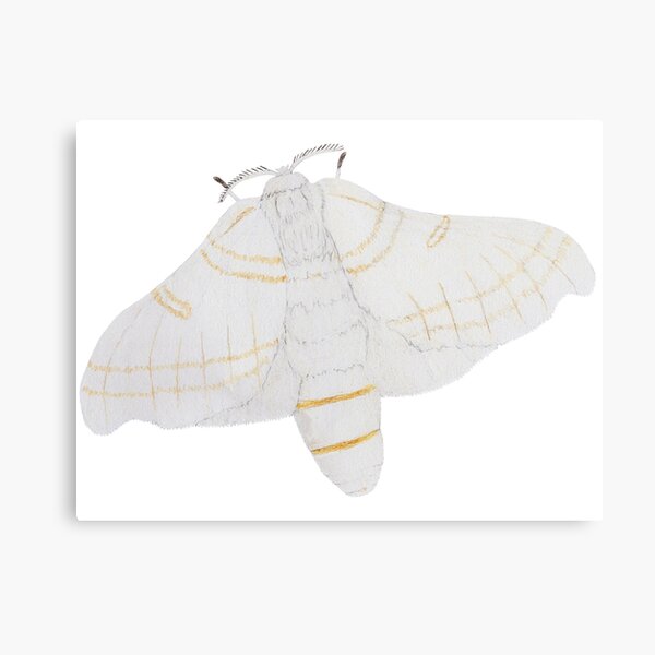 Silk moth from above Metal Print
