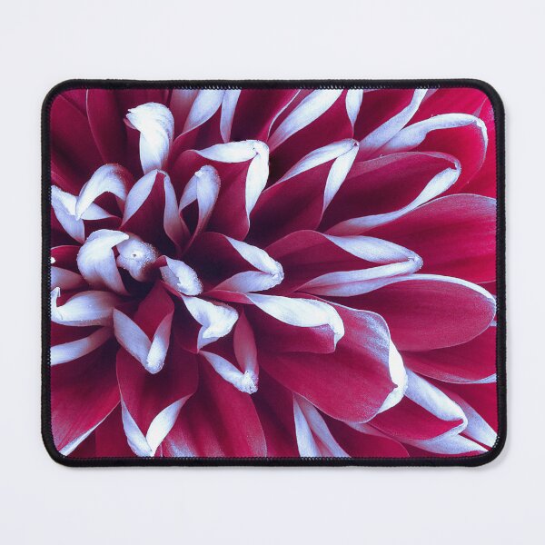 Item preview, Magenta and White Dahlia Flower designed and sold by TorieWear.