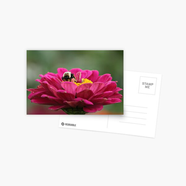 Mr. Bumble Postcard